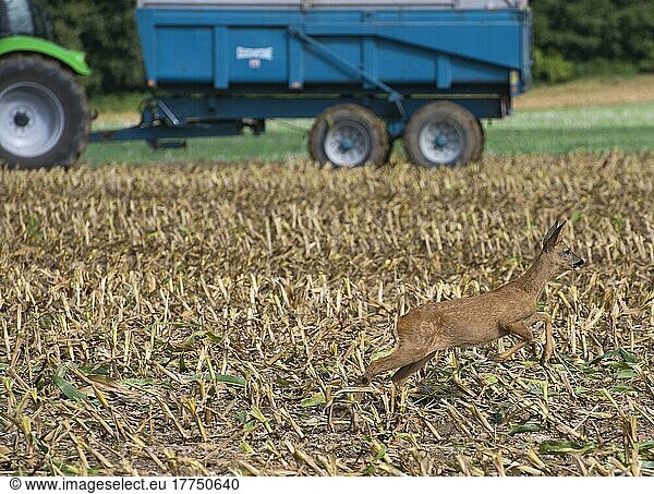 Western european roe deer (Capreolus capreolus) immature  running in the maize field during harvest  Luze  Richelieu  Indre-et-Loire  central France