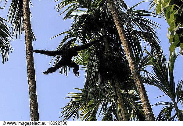 Western hoolock gibbon (Hoolock hoolock)  male jumping from trunk to trunk  Gumti wildlife sanctuary  Tripura state  India