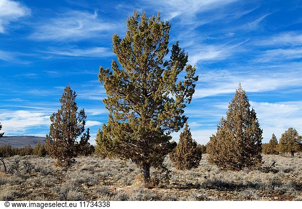 Western juniper (Juniperus occidentalis) forest  Sand Hollow Wilderness Study Area  Prineville District Bureau of Land Management  Oregon.