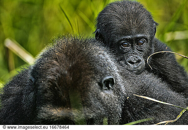 Western Lowland baby Gorilla (Gorilla gorilla gorilla). BAI Hok