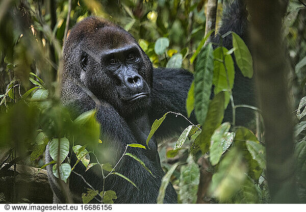 Western Lowland Gorilla (Gorilla gorilla gorilla). BAI Hokou. Dzanga Sangha Special Dense Forest Reserve  Central African Republic