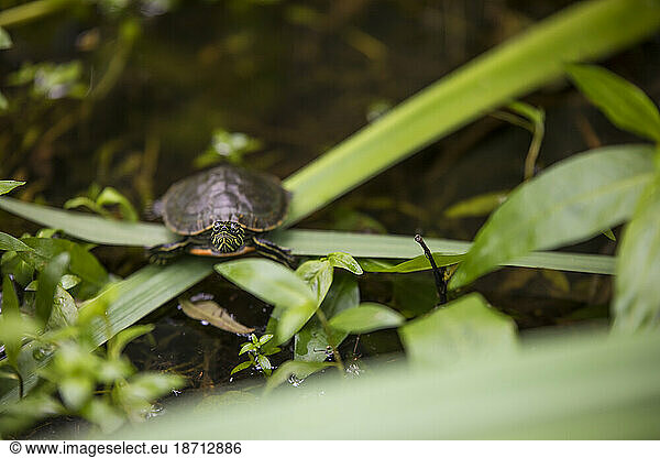Western Painted Turtle perched on vegetation above pond.