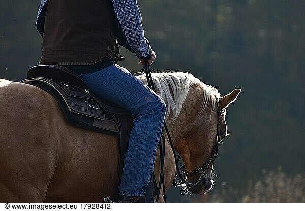 Western riding  close-up of a rider in the saddle of an American Quarter Horse stallion during training  Rhineland-Palatinate  Germany  Europe