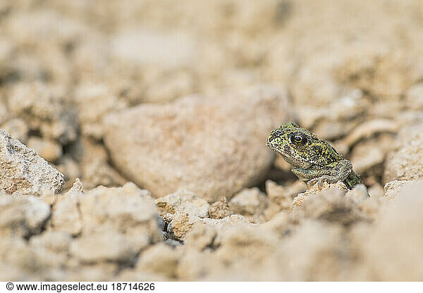 Western toad¬†(Anaxyrus boreas) among rocks