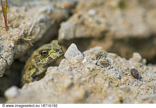 Western toad¬†(Anaxyrus¬†boreas)¬†among rocks