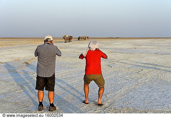 Western tourists with camera in hand eagerly awaiting a dromedary caravan transports salt slabs over Assale salt lake  Danakil Depression  Afar region  Ethiopia.
