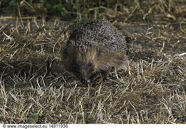 WESTEUROPÄISCHER IGEL