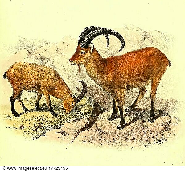 Westkaukasische Steinbock (Capra caucasica) oder Kuban-Tur  eine wilde Ziegenart aus dem westlichen Kaukasus  Historisch  digital restaurierte Reproduktion einer Vorlage aus dem 19. Jahrhundert