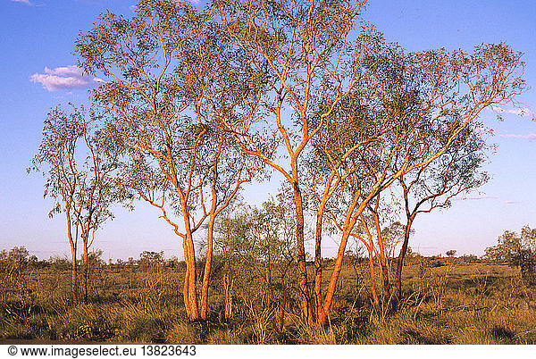 Westliche Blutbäume in trockenem Savannengrasland mit Spinifex-Büschelgras  Triodia-Arten  Welford National Park  südwestliches Queensland  Australien