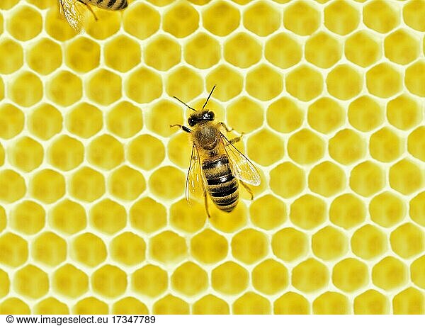 Westliche Honigbiene (Apis mellifera) auf frisch ausgebauter Honigwabe  Rosenheim  Bayern  Deutschland  Europa
