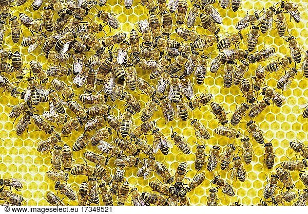 Westliche Honigbienen (Apis mellifera) auf frisch ausgebauter Honigwabe  Rosenheim  Bayern  Deutschland  Europa