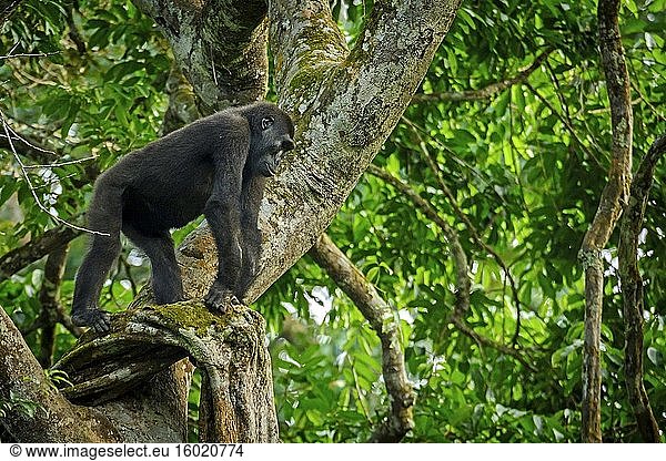 Westlicher Flachland-Gorilla (Gorilla gorilla gorilla) im Marantaceae-Wald. Odzala-Kokoua-Nationalpark. Region Cuvette-Ouest. Republik Kongo.
