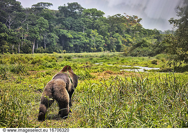 Westlicher Flachlandgorilla (Gorilla gorilla gorilla). BAI Hokou. Dzanga Sangha Special Dense Forest Reserve  Zentralafrikanische Republik