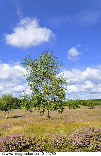 Westruper Heide  Naturschutzgebiet mit Besenheide (Calluna vulgaris) und Birken (Betula)  Nordrhein-Westfalen  Deutschland  Europa