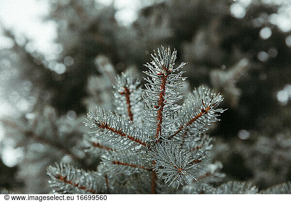 wet and snowy blue spruce needles on orange branches in winter