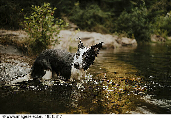 Wet Border collie dog standing in water