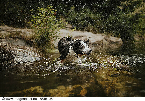 Wet dog shaking off water in river