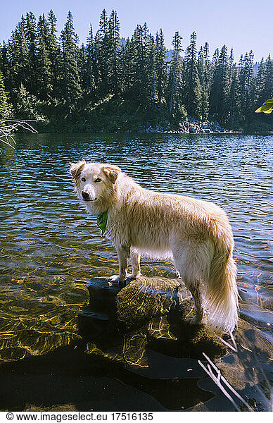 Wet Fluffy dog standing in an alpine lake