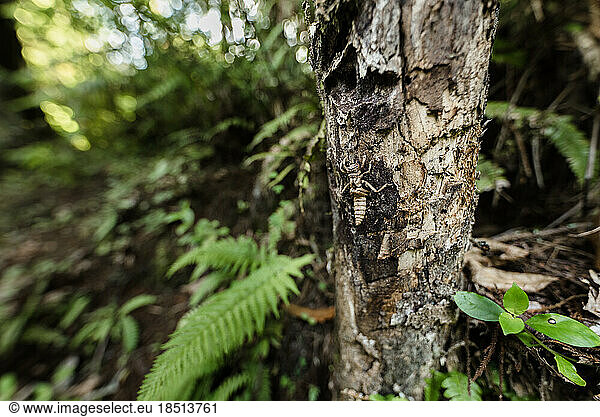 Weta insect on a tree trunk in a lush forest in New Zealand