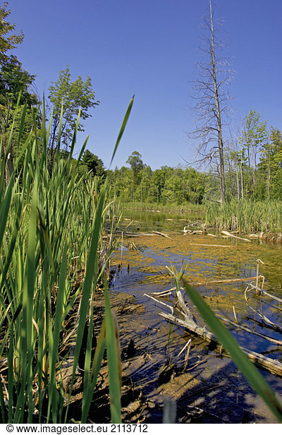 Wetlands  Canada  Ontario  Campbellville