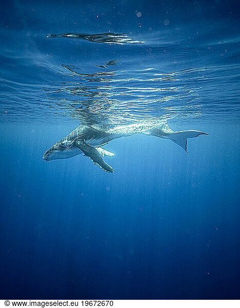 Whale baby is swimming in the ocean near Moorea