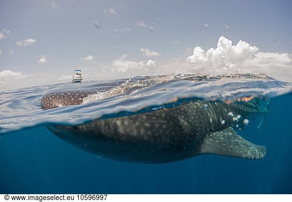 Whale shark feeding on the water surface  boat on horizon  Isla Mujeres  Mexico