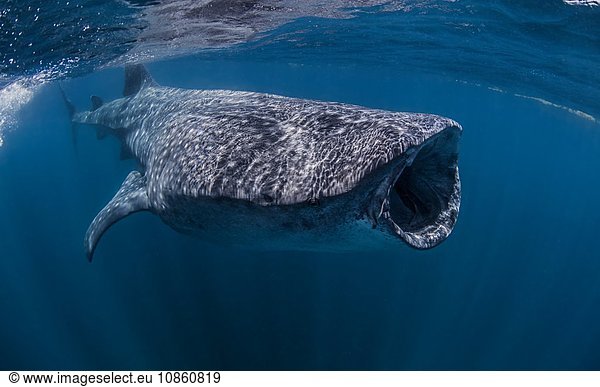 Whale shark near Isla Mujeres  Mexico