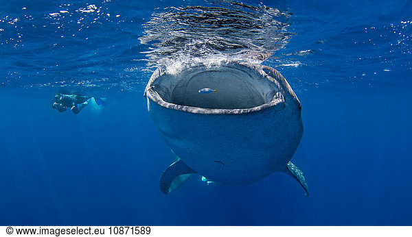 Whale Shark with diver swimming nearby
