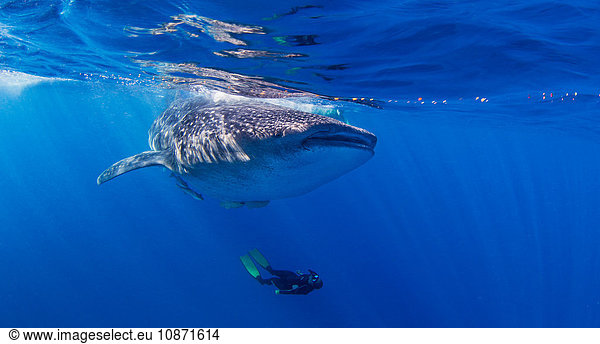 Whale Shark with diver swimming underneath