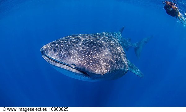 Whale sharks near Isla Mujeres  Mexico