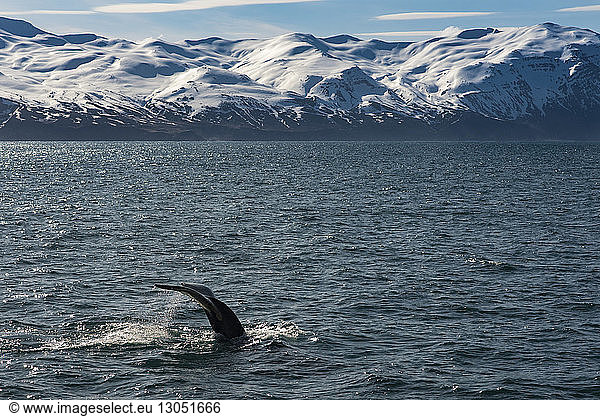 Whale swimming in sea against snowcapped mountains