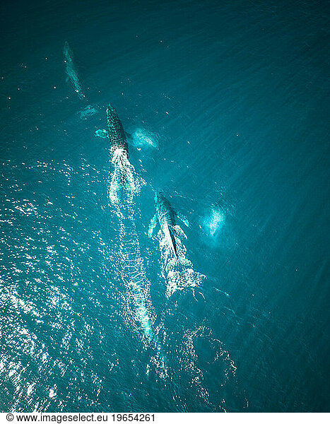 Whales are swimming in the Pacific Ocean near Baja California