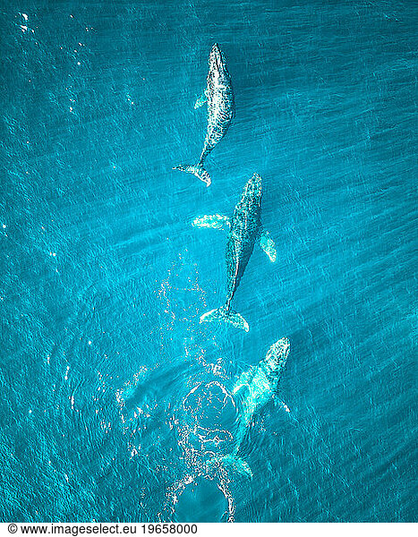 Whales are swimming in the Pacific Ocean near Baja California