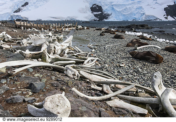 Whales bones strewn on the beach  and fur seals on the shore.
