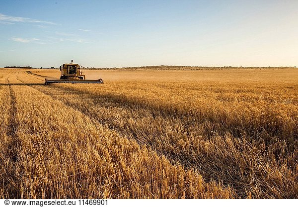 Wheat being harvested. Near Penong Nullarbor Plain South Australia Australia. (Photo by: Auscape/UIG)