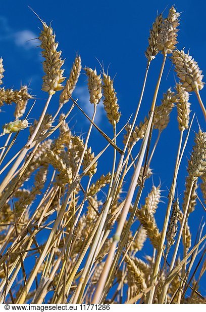 Wheat crop at Harvest time Norfolk August.
