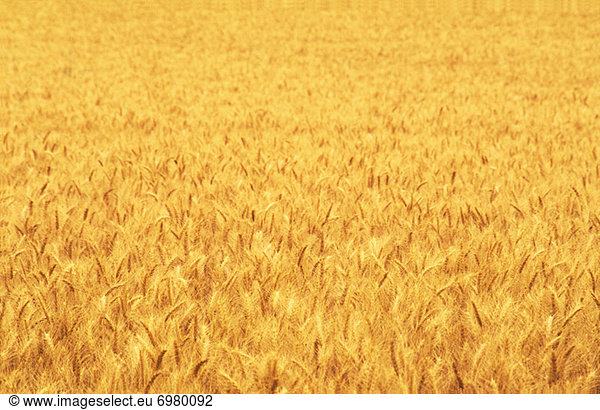 Wheat Crop  Close-up