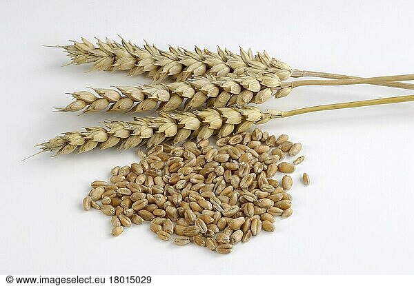 Wheat ears and grain  wheat ears (Triticum aestivum) and wheat grains  inside  studio