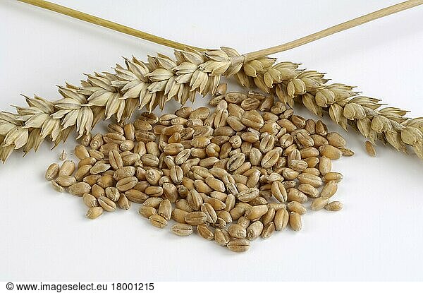 Wheat ears (Triticum aestivum) and wheat grains