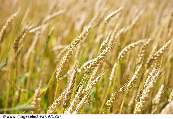 Wheat Field  Burlington  Ontario  Canada