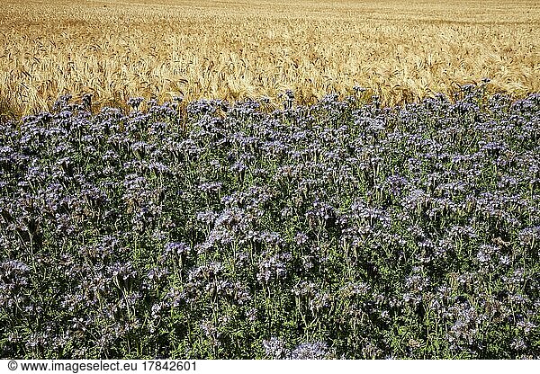 Wheat field with field of Scorpionweed (Phacelia)  green manure  near island Fehmarn  Schleswig-Holstein Germany