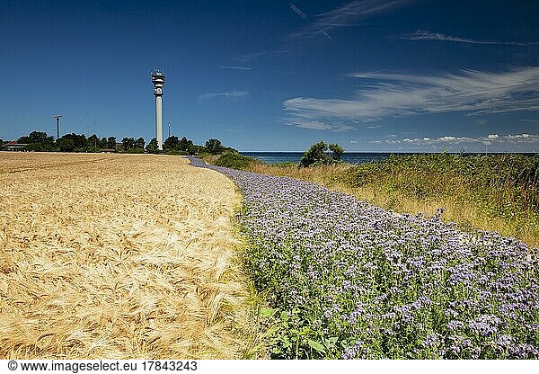 Wheat field with field of Scorpionweed (Phacelia)  green manure  near island Fehmarn  Schleswig-Holstein Germany