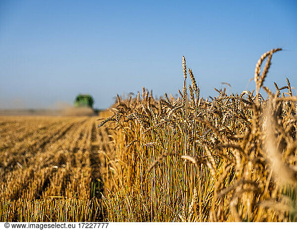 Wheat growing in agricultural field
