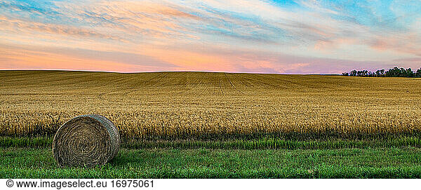 Wheat growing in North Dakota field with hay