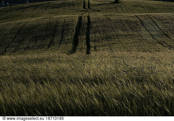 Wheat grows in a field in Arcos de la Frontera  Cadiz province  Andalusia  Spain.