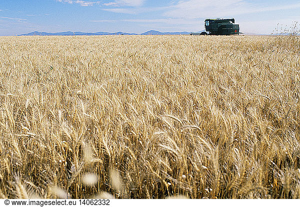 Wheat Harvesting
