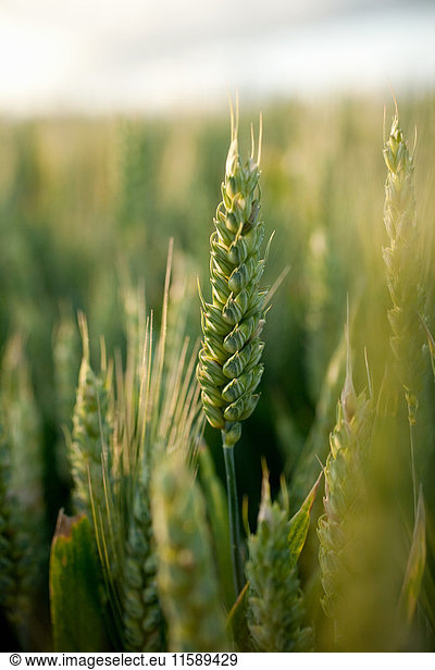 Wheat in wheat field