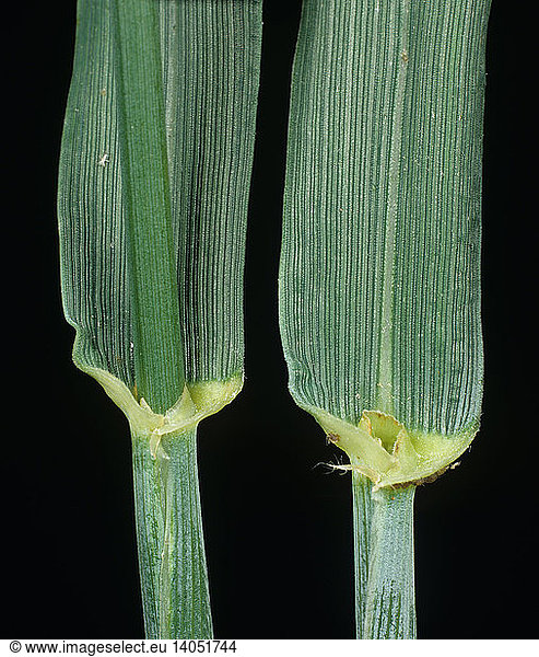 Wheat leaf ligule and leaf sheath Wheat leaf ligule and leaf sheath ...