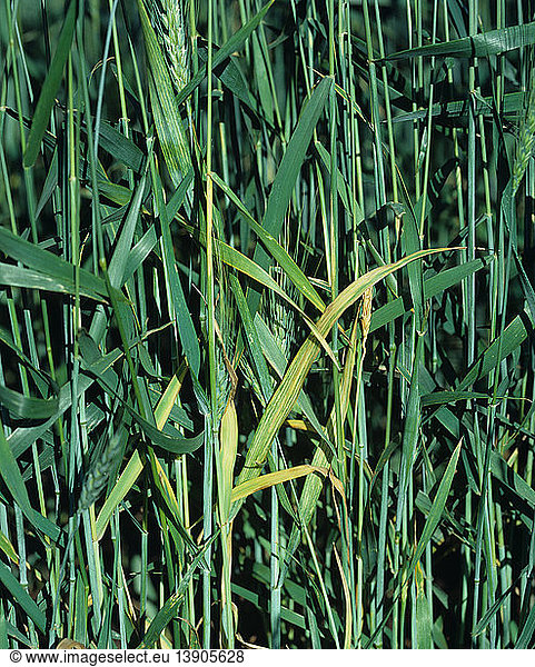 Wheat streak mosaic virus