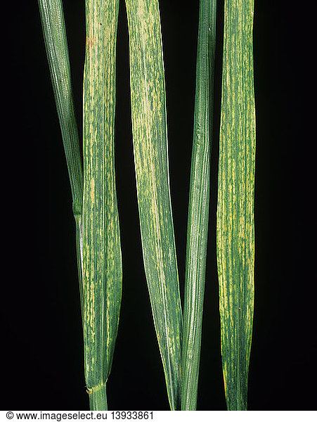 Wheat streak mosaic virus (WSMV)